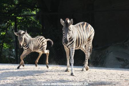 Hagenbeck 31082012 003