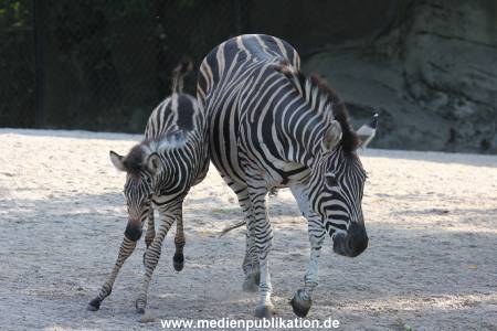 Hagenbeck 31082012 004