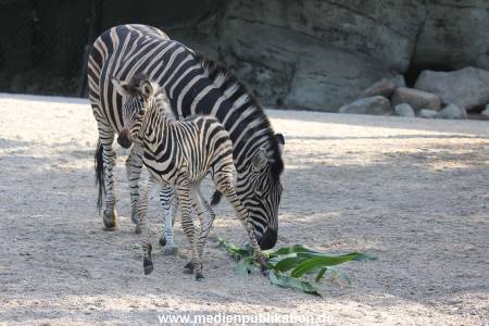 Hagenbeck 31082012 006