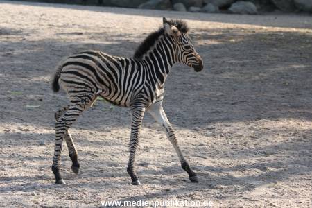 Hagenbeck 31082012 007
