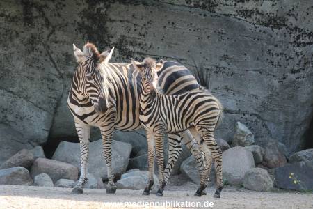 Hagenbeck 31082012 008