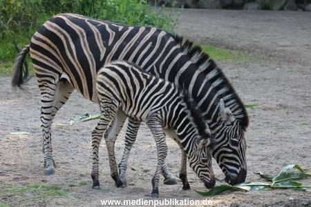 Hagenbeck 31082012 010