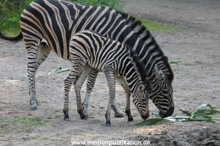 Hagenbeck 31082012 012