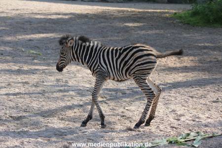 Hagenbeck 31082012 013