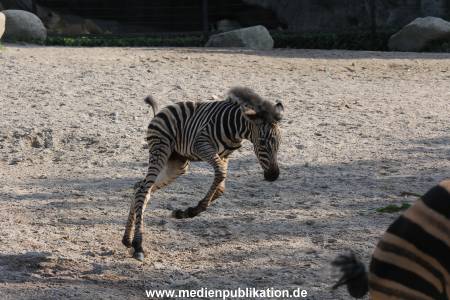 Hagenbeck 31082012 014