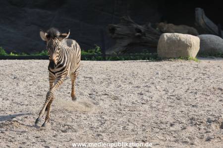 Hagenbeck 31082012 015
