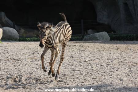 Hagenbeck 31082012 016