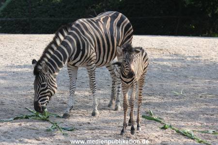 Hagenbeck 31082012 018