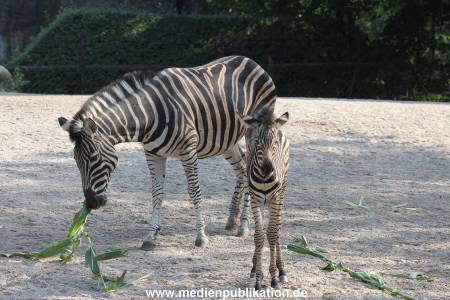 Hagenbeck 31082012 020