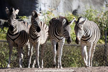 Hagenbeck Fruehling 12042012 055