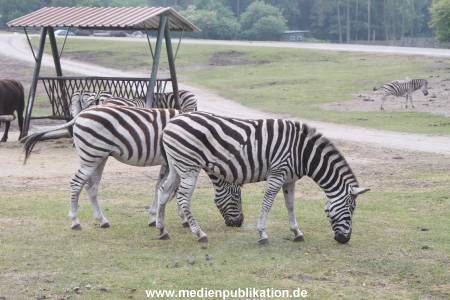 Serengeti Dumont 11062013 006