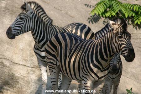 hagenbeck 05 03 126