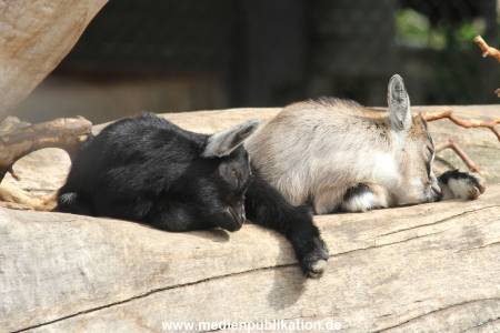 Hagenbeck 16052013 002
