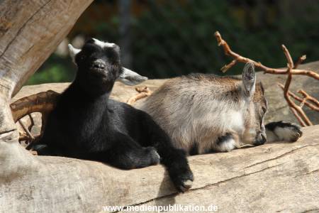 Hagenbeck 16052013 003