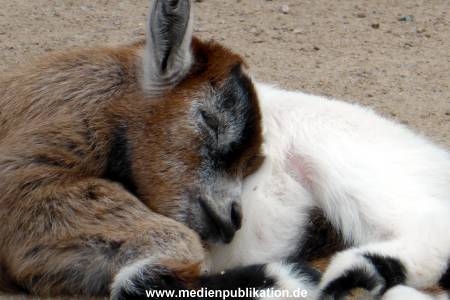 Hagenbeck 17062013 005