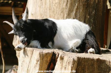 Hagenbeck 24042005 025