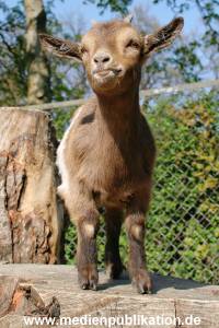 Hagenbeck 24042005 029