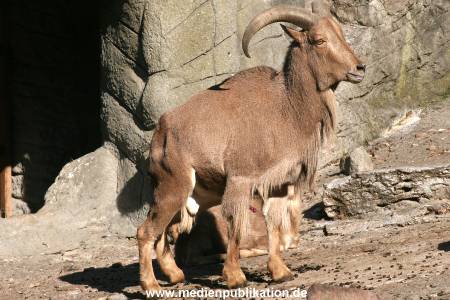 Hagenbeck Archiv 07042009 040