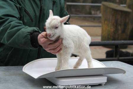 Hagenbeck Inventur 02032012 033
