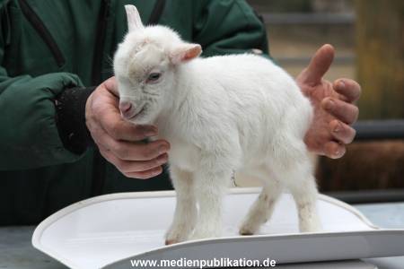 Hagenbeck Inventur 02032012 034