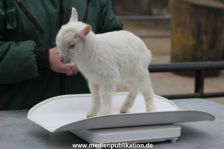 Hagenbeck Inventur 02032012 036