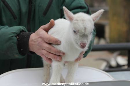 Hagenbeck Inventur 02032012 040