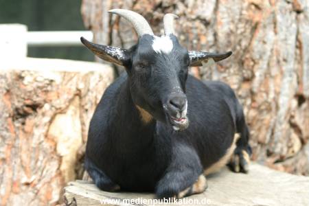 hagenbeck 0804   01