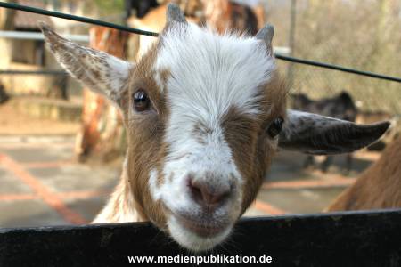 hagenbeck 03 04 001
