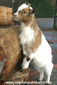 hagenbeck 03 04 002