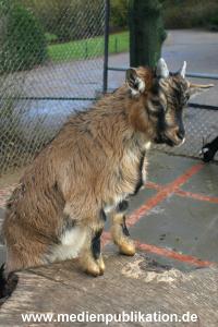 hagenbeck 03 04 003
