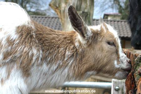 hagenbeck 03 04 004
