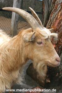 hagenbeck 03 04 005