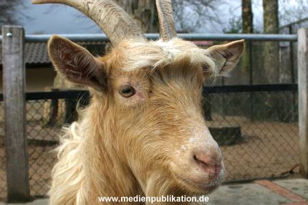 hagenbeck 03 04 006