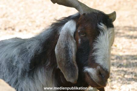 hagenbeck 05 03 026