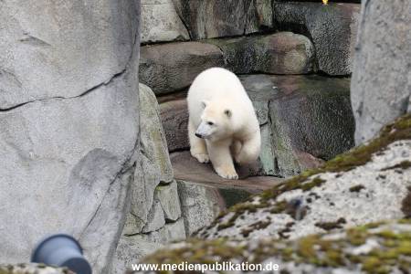 HagenbeckEisbär 07082023 008