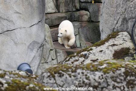 HagenbeckEisbär 07082023 009