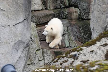 HagenbeckEisbär 07082023 010