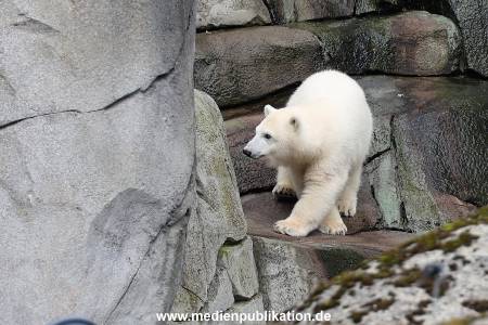 HagenbeckEisbär 07082023 011