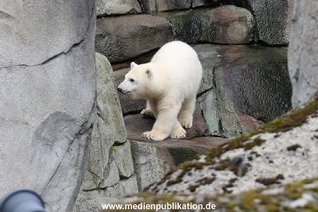 HagenbeckEisbär 07082023 012