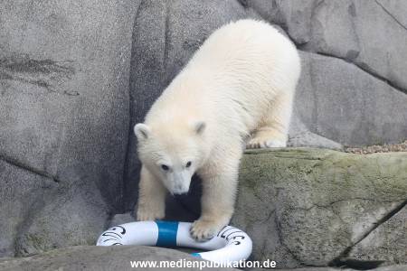HagenbeckEisbär 07082023 102