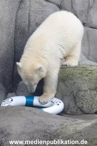 HagenbeckEisbär 07082023 104