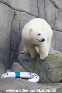 HagenbeckEisbär 07082023 108