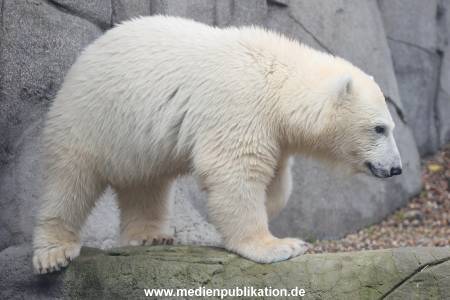 HagenbeckEisbär 07082023 109