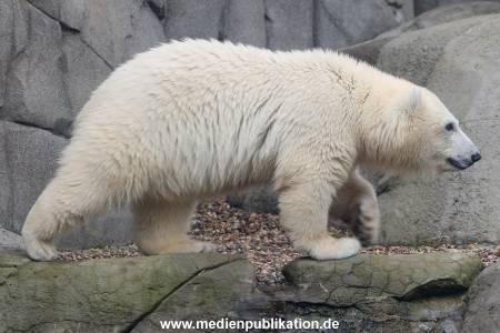HagenbeckEisbär 07082023 110