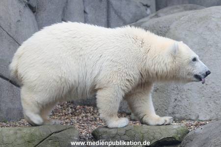 HagenbeckEisbär 07082023 111