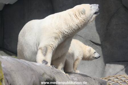 HagenbeckEisbär 07082023 112