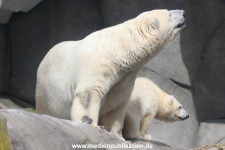 HagenbeckEisbär 07082023 113
