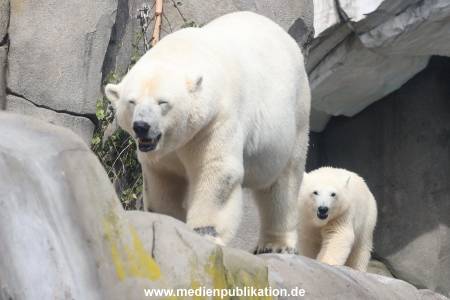 HagenbeckEisbär 07082023 114