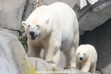 HagenbeckEisbär 07082023 115