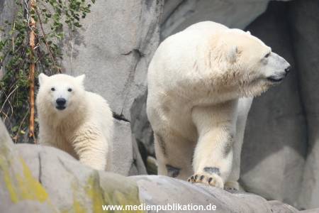 HagenbeckEisbär 07082023 116
